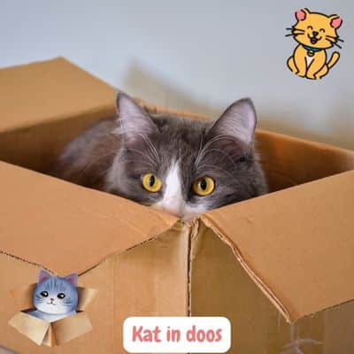 Kat in Doos