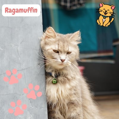 Ragamuffin: Extreem Zachtaardige charme in een vacht! 2024 2 Ragamuffin
