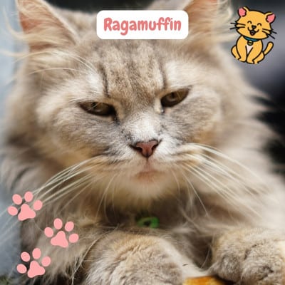 Ragamuffin: Extreem Zachtaardige charme in een vacht! 2024 3 Ragamuffin kat
