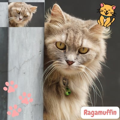 Ragamuffin: Extreem Zachtaardige charme in een vacht! 2024 1 Ragamuffin katten